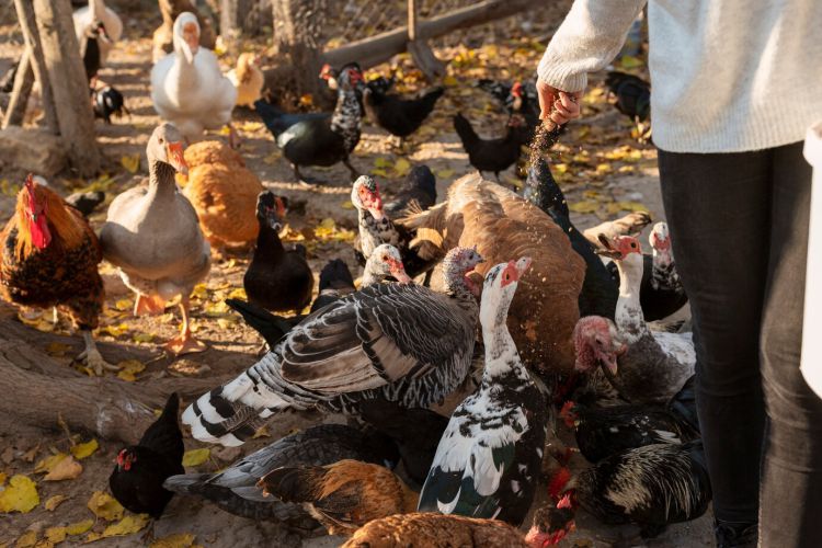 Creating a Safe and Sustainable Chicken Friendly Backyard 2