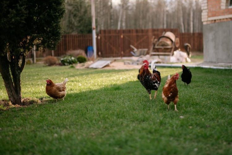 Creating a Safe and Sustainable Chicken Friendly Backyard