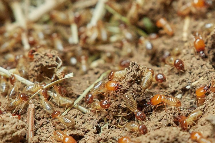 DIY Vs. Professional Termite Treatment What Really Works