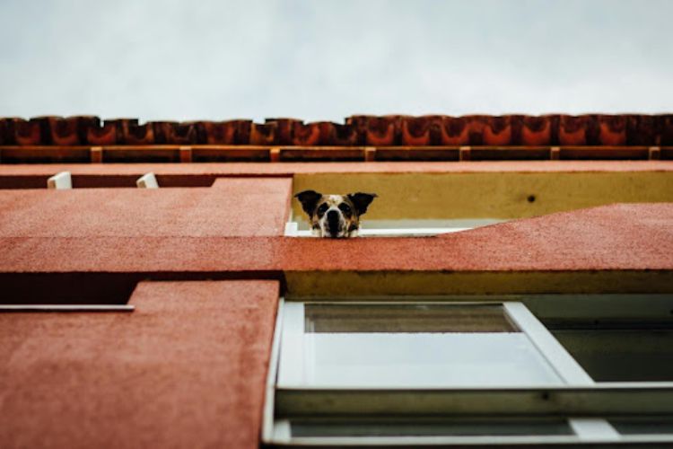 dog head peering over building wall