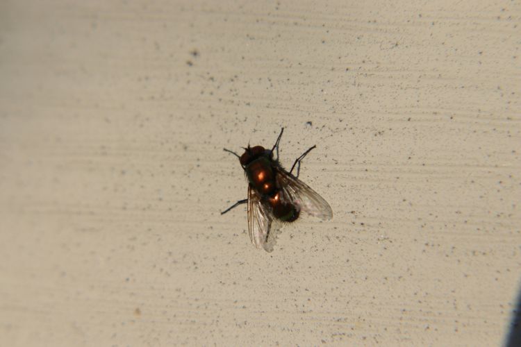 How to Keep Your Home and Yard Free of Pests This Season
