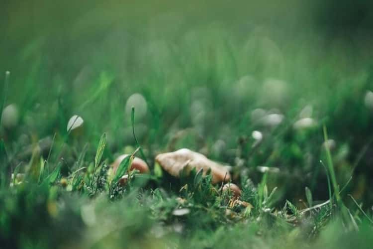 How to Spot Lawn Diseases Early and What to Do