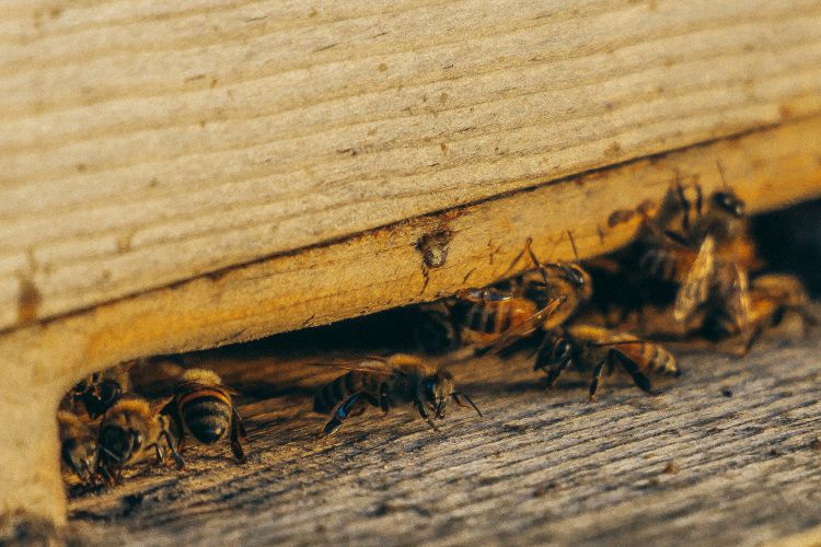 Long Term Solutions for Protecting Your Home from Pests