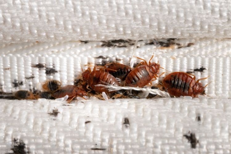 What Kills Bed Bugs Instantly Naturally
