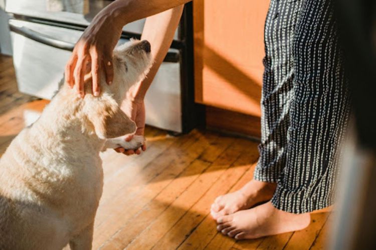 woman stroking dog at home