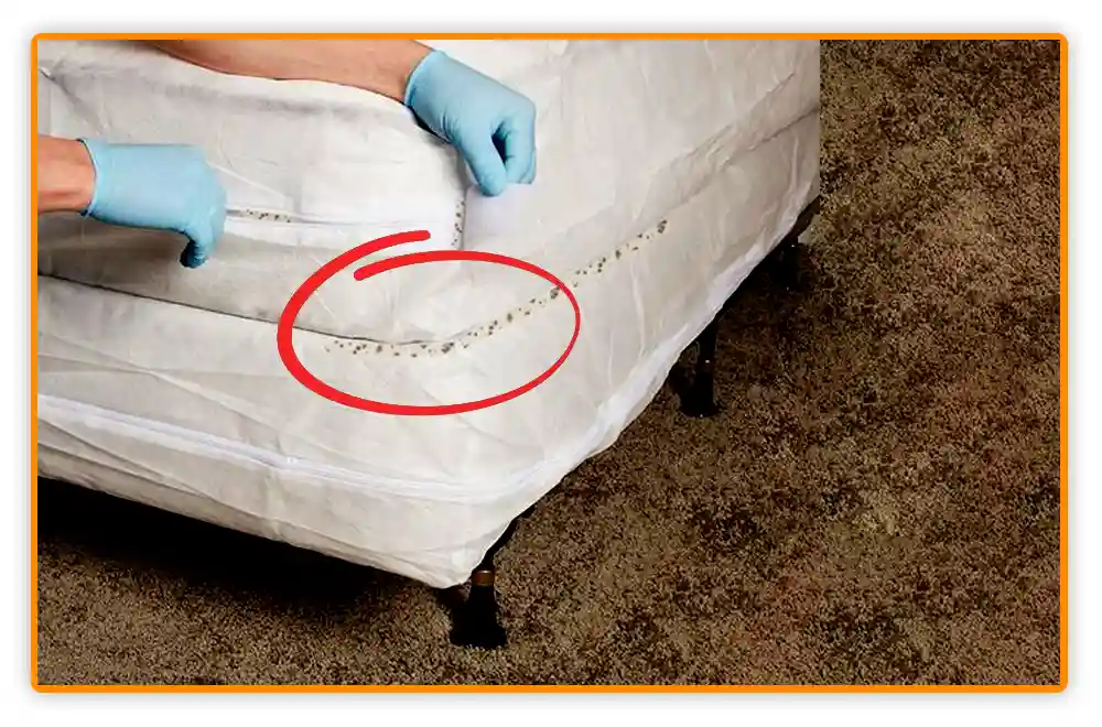 Bed Bug Poop on Bed Bed Bug Poop on Bed