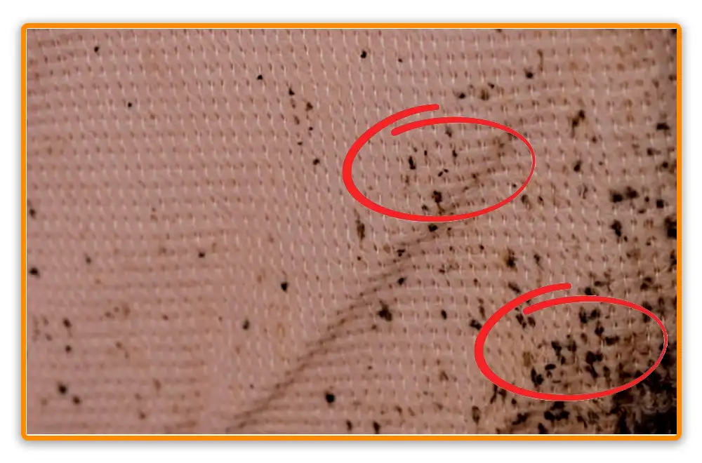 Bed Bug Poop on Clothes Bed Bug Poop on Clothes