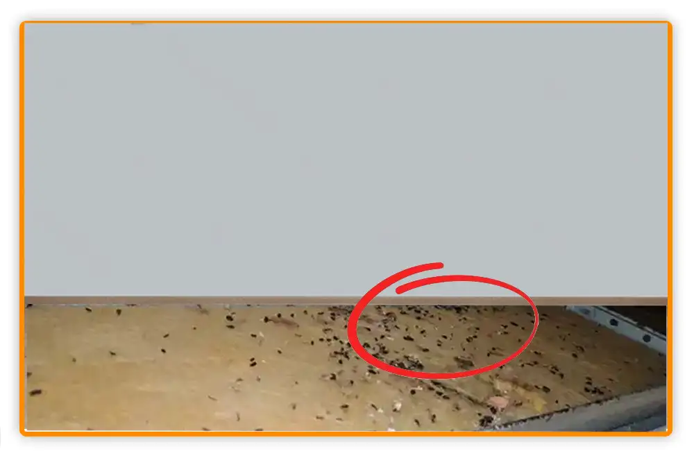Bed Bug Poop on Floor Bed Bug Poop on Floor