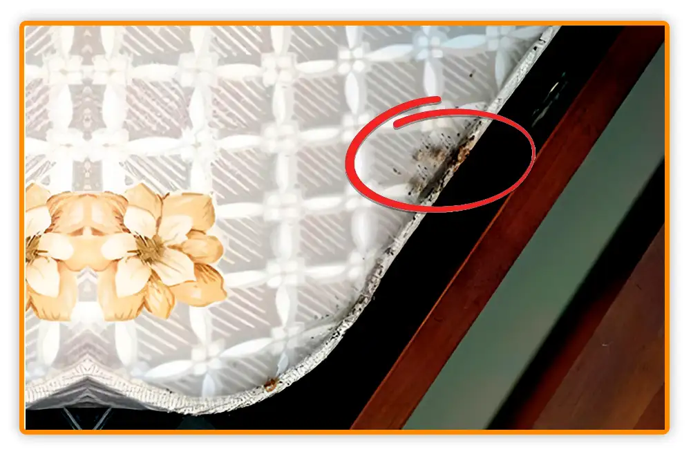 Bed Bug Poop on Mattress Bed Bug Poop on Mattress