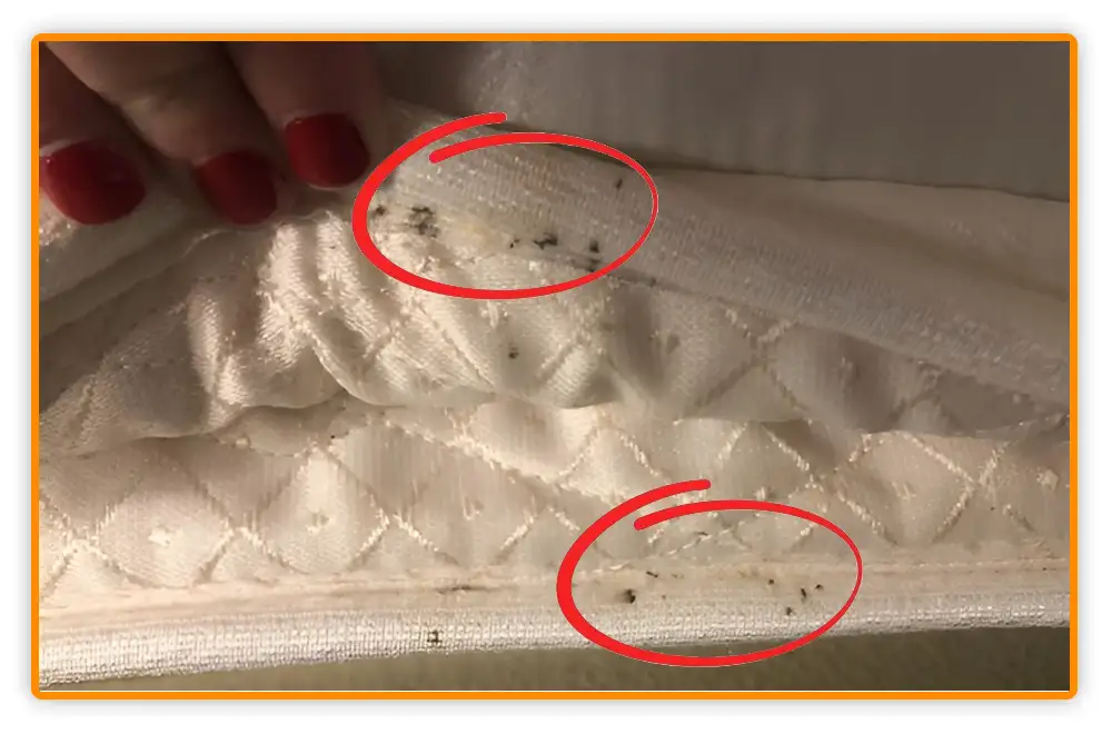 Bed Bug Poop on Sheets Bed Bug Poop on Sheets