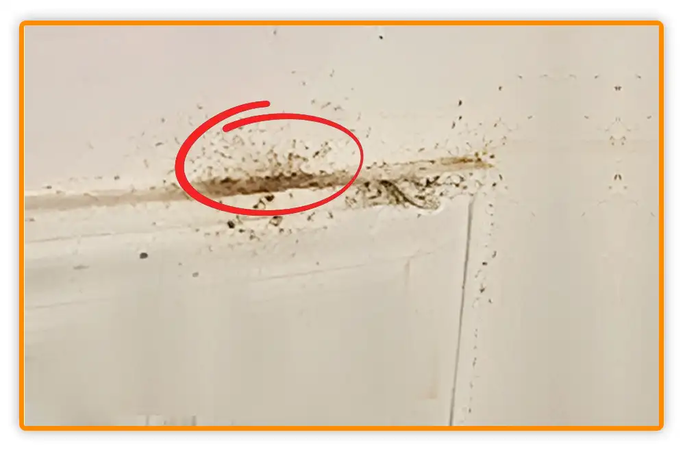 Bed Bug Poop on Walls Bed Bug Poop on Walls