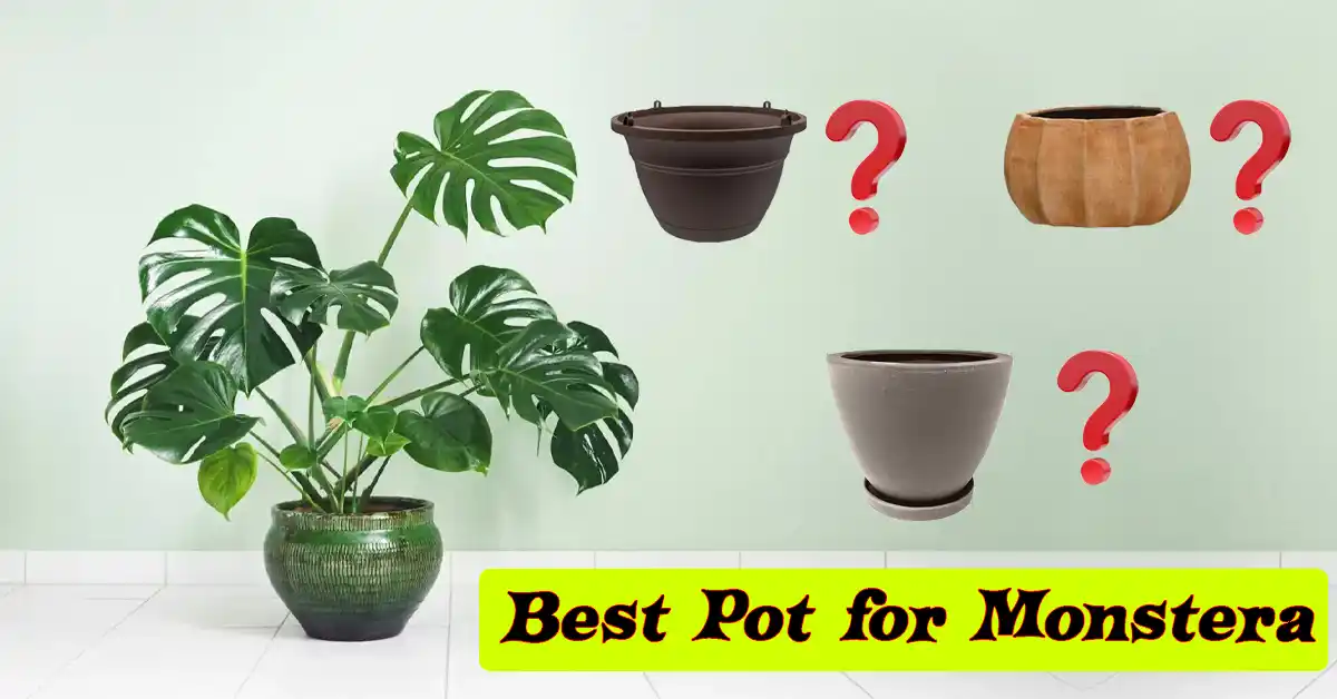 Best Pot for Monstera