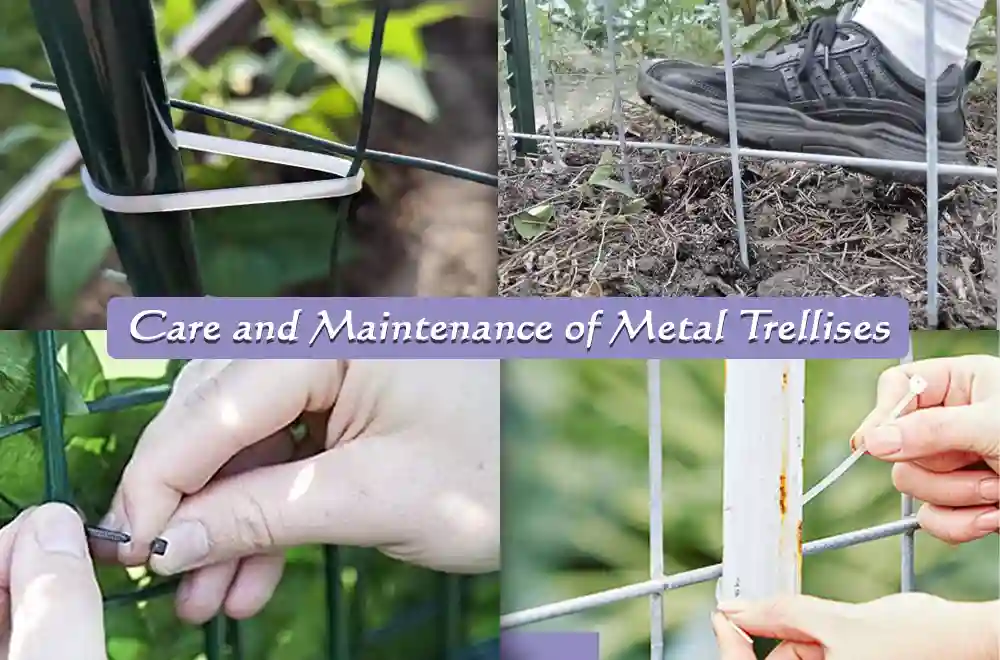 Care and Maintenance of Metal Trellises 1 Care and Maintenance of Metal Trellises