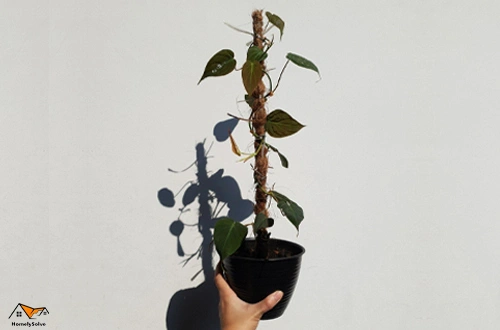 Choosing the Right Moss Pole How to Choose the Right Moss Poles for Plants