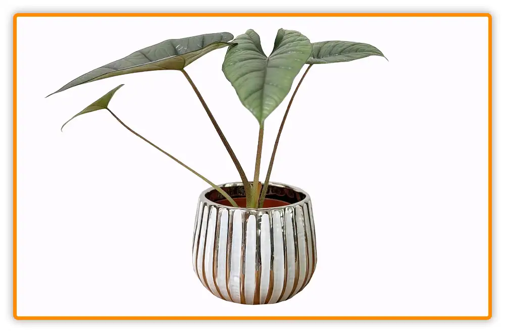 Decorative Pots for Aloe Vera Plants Decorative Pots for Aloe Vera Plants