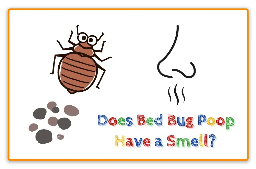 Does Bed Bug Poop Have a Smell Does Bed Bug Poop Have a Smell