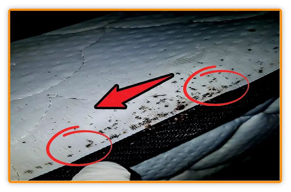 Does Bed Bug Poop Smear Does Bed Bug Poop Smear