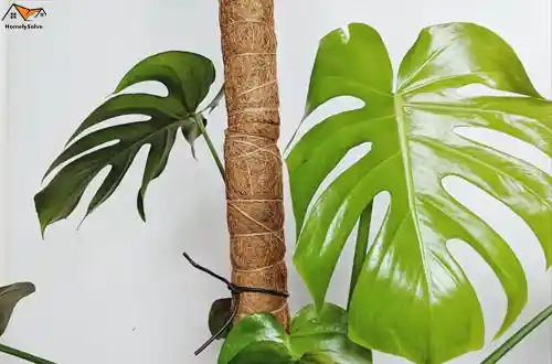 Established Plants How to Use Moss Poles For Established Plants