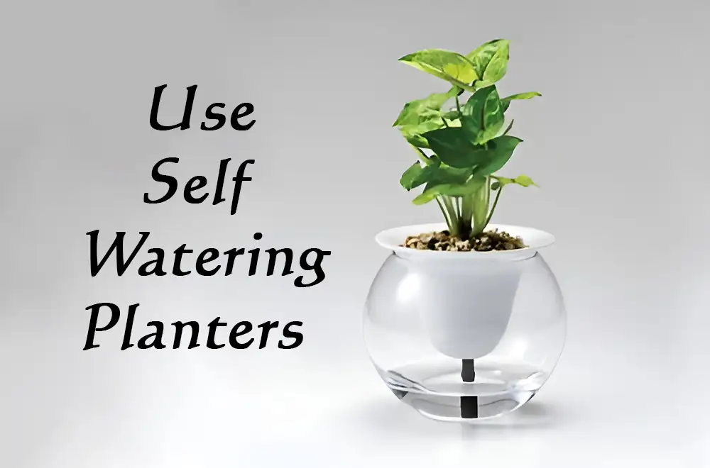 How to Use Self Watering Planters Effectively How to Use Self Watering Planters Effectively
