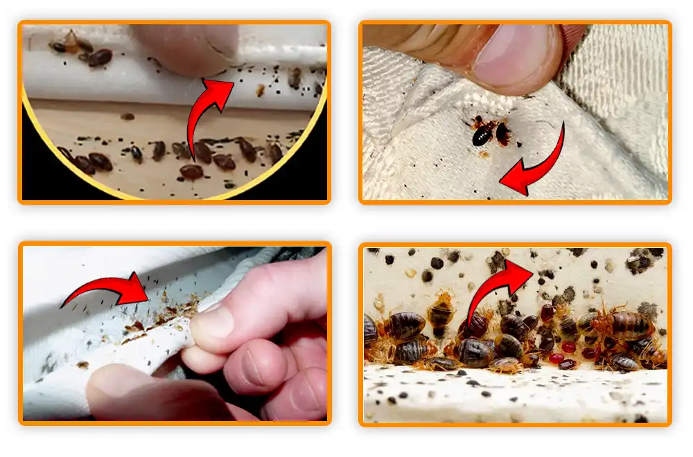 Identifying What Does Bed Bug Poop Look Like Identifying What Does Bed Bug Poop Look Like