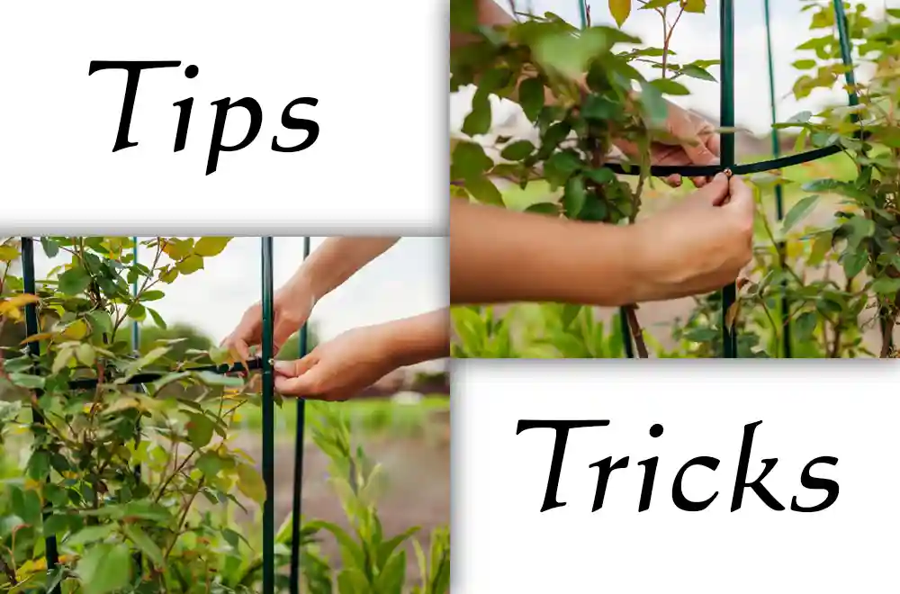 Installation Tips and Tricks for Metal Trellises Installation Tips and Tricks for Metal Trellises