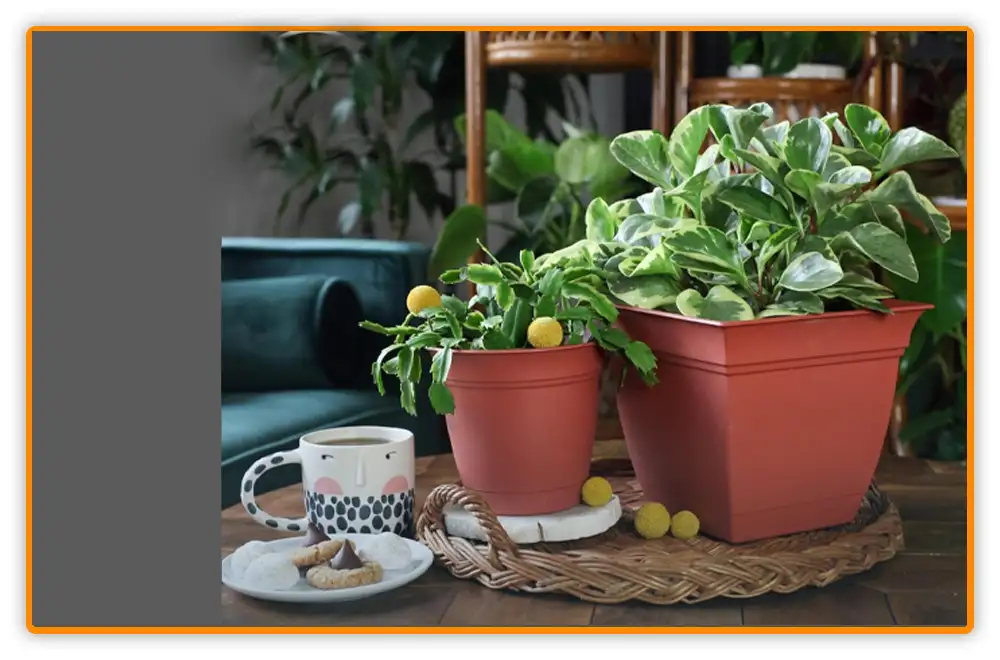 Plastic Pots for Aloe Vera Plants Plastic Pots for Aloe Vera Plants
