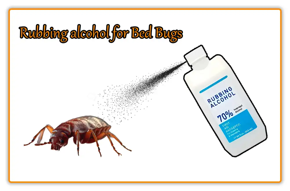 Rubbing alcohol for Bed Bugs Rubbing alcohol for Bed Bugs
