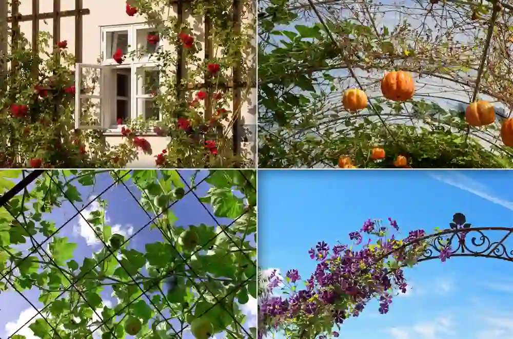 Seasonal Decoration Ideas Seasonal Decoration Ideas for Metal Trellises