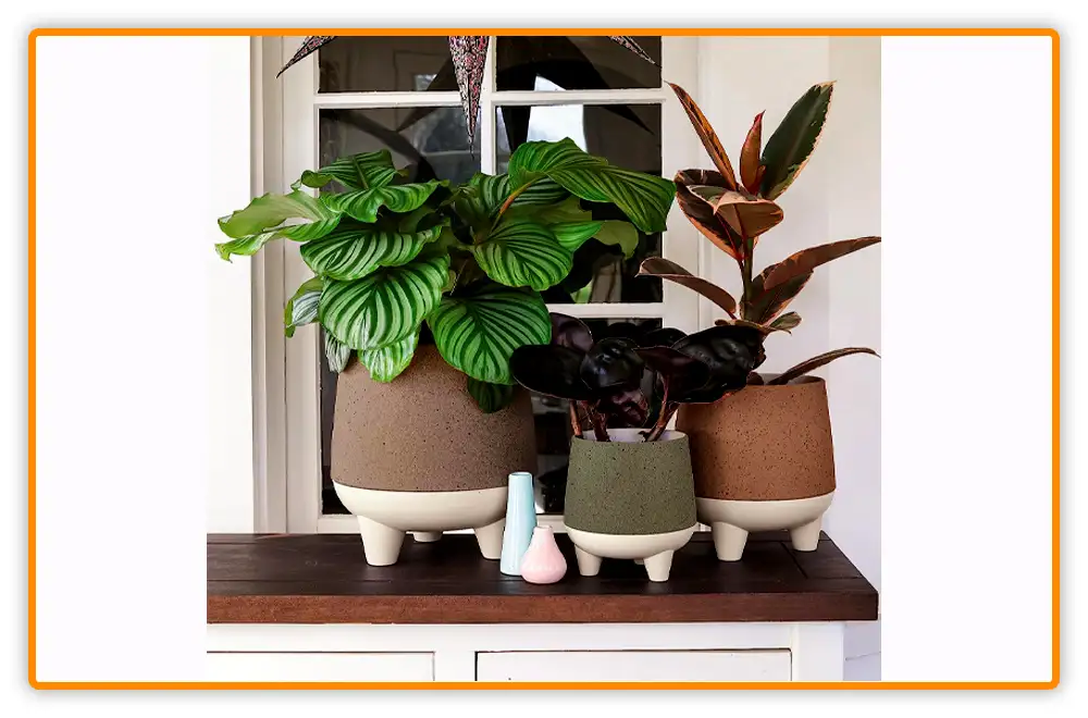 Self Watering Pots for Aloe Vera Plants Self-Watering Pots for Aloe Vera Plants