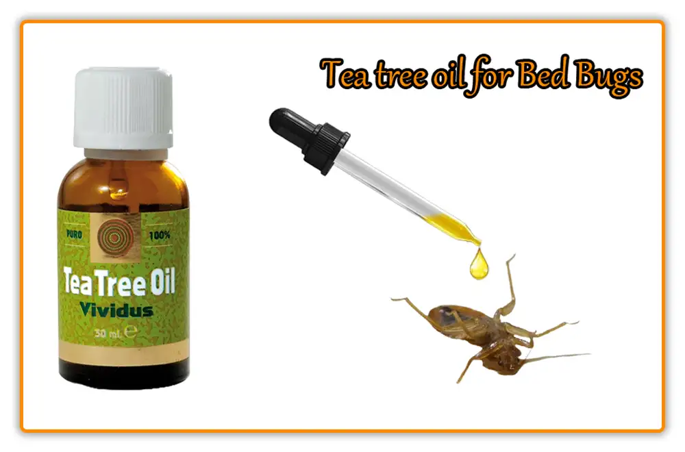 Tea tree oil for Bed Bugs Tea tree oil for Bed Bugs