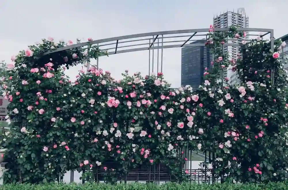 The Country Garden Case Studies of Metal Trellis: The Country Garden