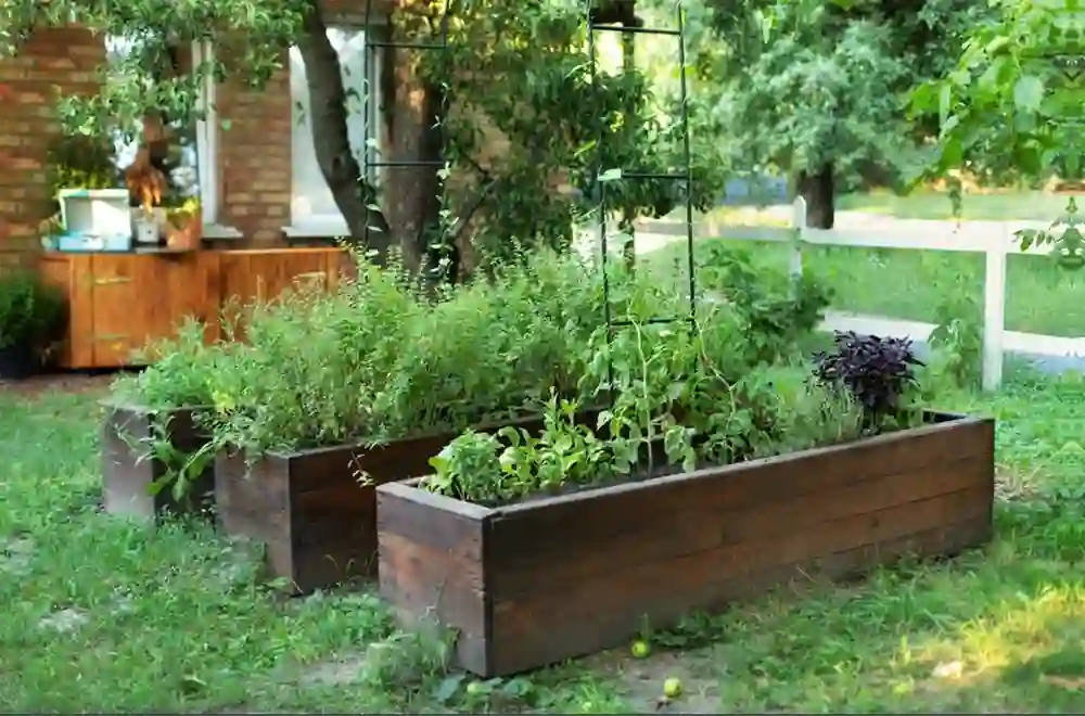 The Veggie Garden Case Studies of Metal Trellis: The Veggie Garden