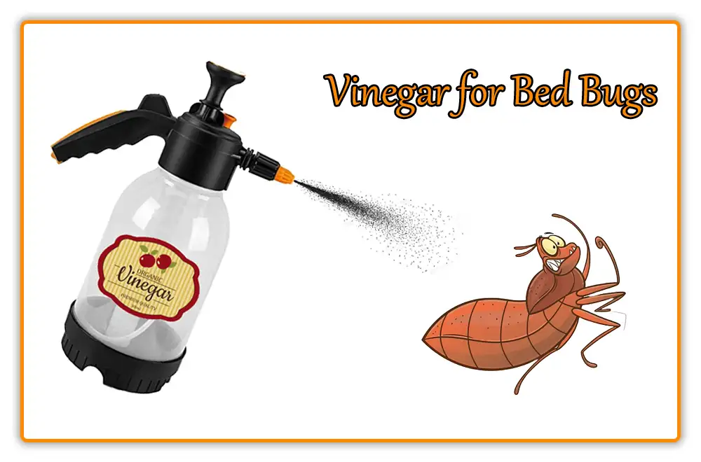 Vinegar for Bed Bugs Vinegar for Bed Bugs