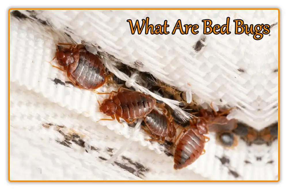 What Are Bed Bugs What Are Bed Bugs