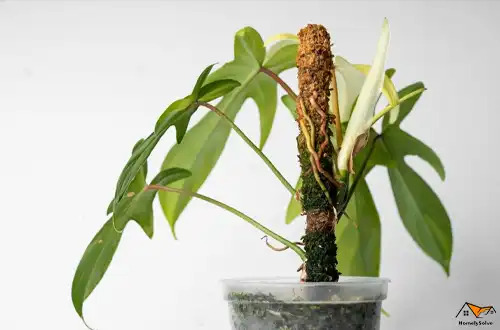 Younger Plants How to Use Moss Poles For Younger Plants